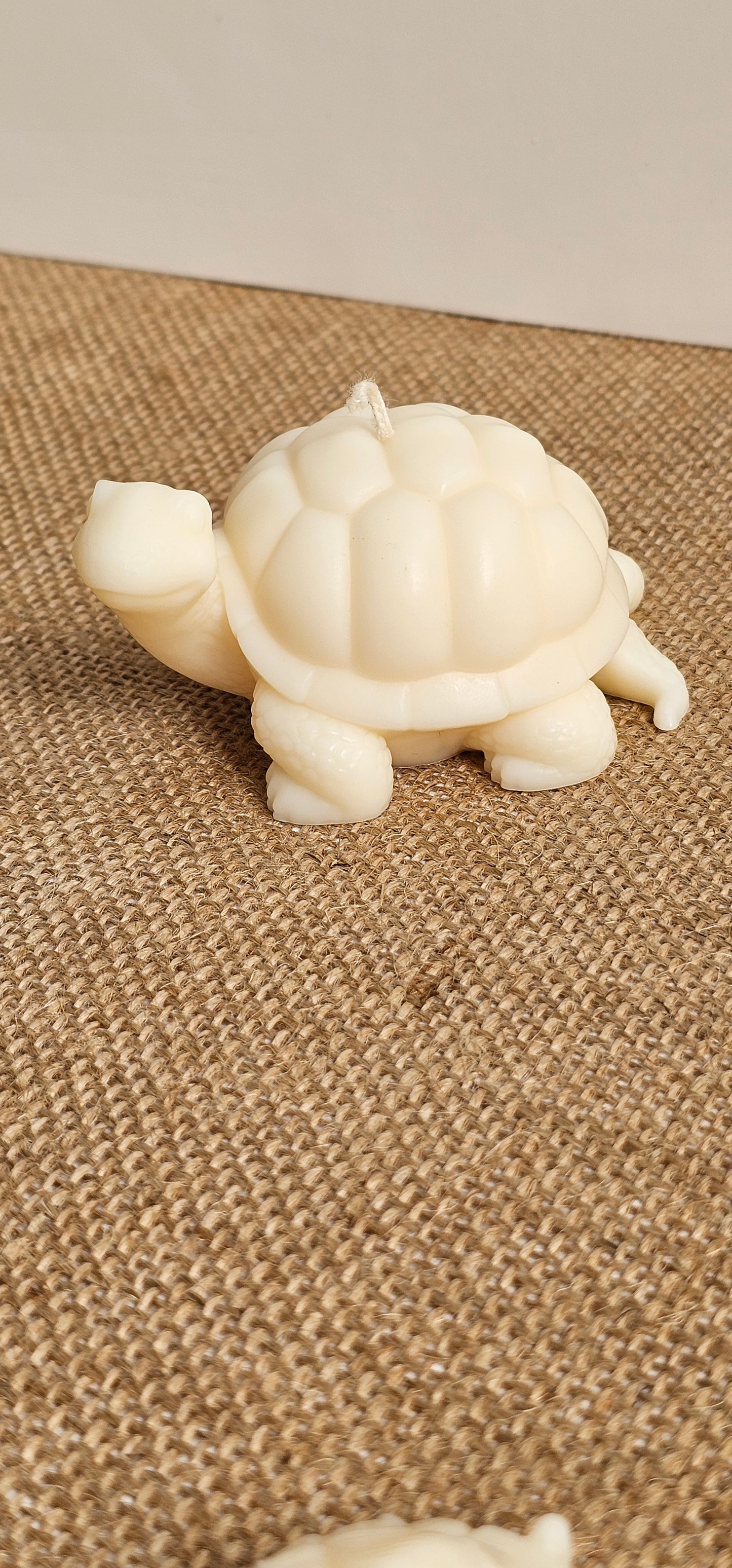 Schildpadje medium