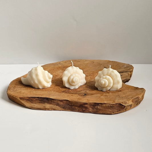 Schelp Twist Klein