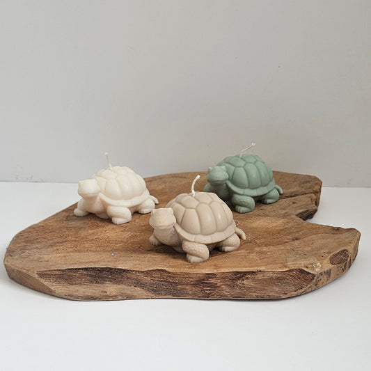 Schildpadje medium